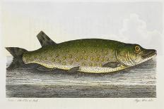 Illustration Of a Salmon Trout-E. Albin-Giclee Print