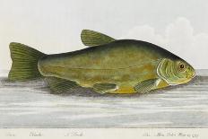 The Cod Fish-E. Albin-Giclee Print