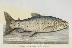 Illustration Of a Salmon Trout-E. Albin-Framed Giclee Print