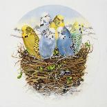 Budgerigars in a Nest, 1995-E.B. Watts-Giclee Print