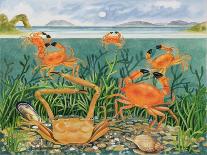 Furrowed Crab with Starfish Underwater, 1997-E.B. Watts-Giclee Print