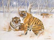 Tigers in the Snow, 2005-E.B. Watts-Giclee Print