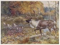 Male Caribou Watches Females Swim Across a River-E. Calawell-Laminated Art Print