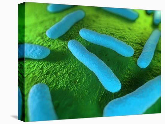 E Coli Bacteria, Artwork-SCIEPRO-Stretched Canvas