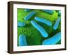 E Coli Bacteria, Artwork-SCIEPRO-Framed Photographic Print