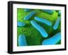 E Coli Bacteria, Artwork-SCIEPRO-Framed Photographic Print