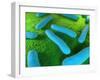 E Coli Bacteria, Artwork-SCIEPRO-Framed Photographic Print