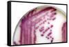 E. Coli Bacteria In a Petri Dish-Doncaster and Bassetlaw-Framed Stretched Canvas