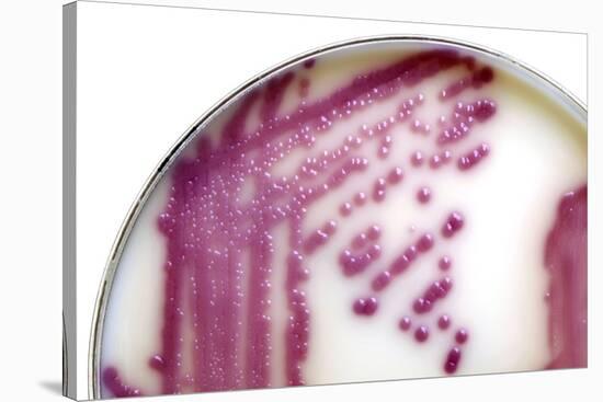 E. Coli Bacteria In a Petri Dish-Doncaster and Bassetlaw-Stretched Canvas