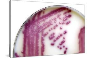 E. Coli Bacteria In a Petri Dish-Doncaster and Bassetlaw-Stretched Canvas