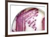 E. Coli Bacteria In a Petri Dish-Doncaster and Bassetlaw-Framed Photographic Print