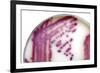 E. Coli Bacteria In a Petri Dish-Doncaster and Bassetlaw-Framed Photographic Print