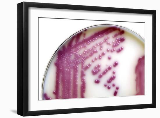 E. Coli Bacteria In a Petri Dish-Doncaster and Bassetlaw-Framed Photographic Print