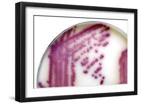 E. Coli Bacteria In a Petri Dish-Doncaster and Bassetlaw-Framed Photographic Print