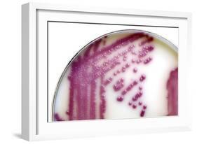 E. Coli Bacteria In a Petri Dish-Doncaster and Bassetlaw-Framed Photographic Print