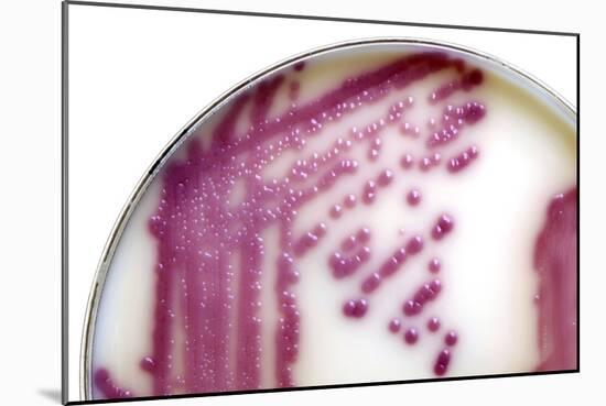 E. Coli Bacteria In a Petri Dish-Doncaster and Bassetlaw-Mounted Photographic Print