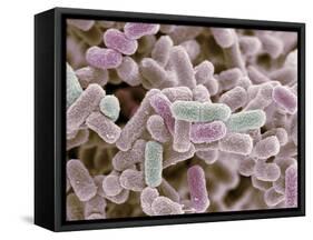 E Coli Bacteria, SEM-Steve Gschmeissner-Framed Stretched Canvas