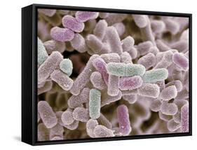 E Coli Bacteria, SEM-Steve Gschmeissner-Framed Stretched Canvas