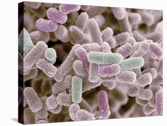 E Coli Bacteria, SEM-Steve Gschmeissner-Stretched Canvas
