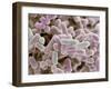 E Coli Bacteria, SEM-Steve Gschmeissner-Framed Premium Photographic Print