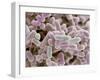 E Coli Bacteria, SEM-Steve Gschmeissner-Framed Premium Photographic Print