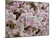 E Coli Bacteria, SEM-Steve Gschmeissner-Mounted Premium Photographic Print