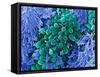 E. Coli Bacteria, SEM-Stephanie Schuller-Framed Stretched Canvas