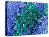 E. Coli Bacteria, SEM-Stephanie Schuller-Stretched Canvas