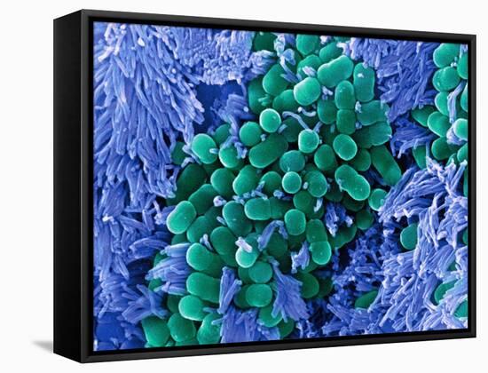 E. Coli Bacteria, SEM-Stephanie Schuller-Framed Stretched Canvas