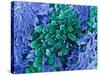 E. Coli Bacteria, SEM-Stephanie Schuller-Stretched Canvas