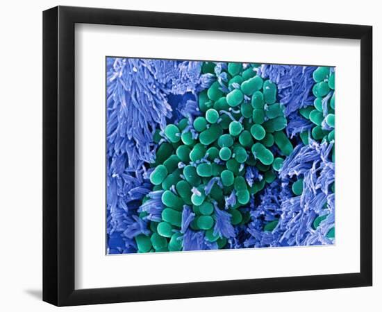 E. Coli Bacteria, SEM-Stephanie Schuller-Framed Premium Photographic Print