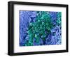 E. Coli Bacteria, SEM-Stephanie Schuller-Framed Premium Photographic Print