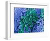 E. Coli Bacteria, SEM-Stephanie Schuller-Framed Premium Photographic Print