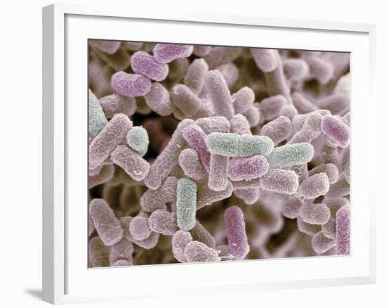 E Coli Bacteria, SEM-Steve Gschmeissner-Framed Photographic Print