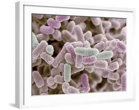 E Coli Bacteria, SEM-Steve Gschmeissner-Framed Photographic Print