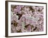 E Coli Bacteria, SEM-Steve Gschmeissner-Framed Photographic Print