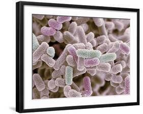 E Coli Bacteria, SEM-Steve Gschmeissner-Framed Photographic Print