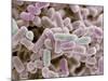 E Coli Bacteria, SEM-Steve Gschmeissner-Mounted Photographic Print