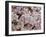 E Coli Bacteria, SEM-Steve Gschmeissner-Framed Photographic Print