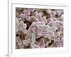 E Coli Bacteria, SEM-Steve Gschmeissner-Framed Photographic Print