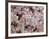 E Coli Bacteria, SEM-Steve Gschmeissner-Framed Photographic Print