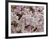 E Coli Bacteria, SEM-Steve Gschmeissner-Framed Photographic Print