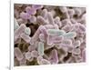 E Coli Bacteria, SEM-Steve Gschmeissner-Framed Photographic Print