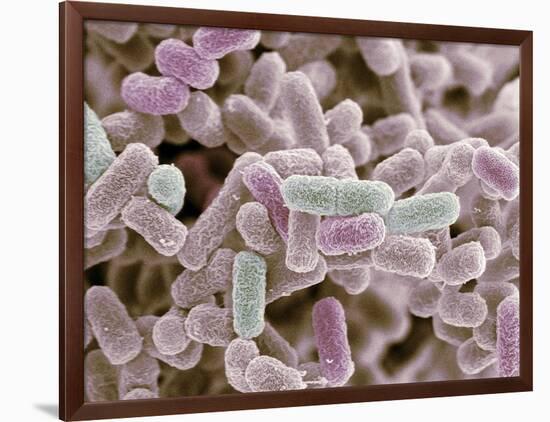E Coli Bacteria, SEM-Steve Gschmeissner-Framed Photographic Print