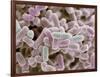 E Coli Bacteria, SEM-Steve Gschmeissner-Framed Photographic Print