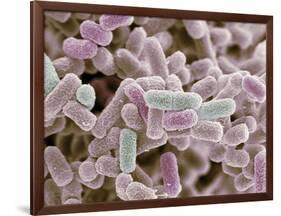 E Coli Bacteria, SEM-Steve Gschmeissner-Framed Photographic Print