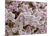 E Coli Bacteria, SEM-Steve Gschmeissner-Mounted Photographic Print