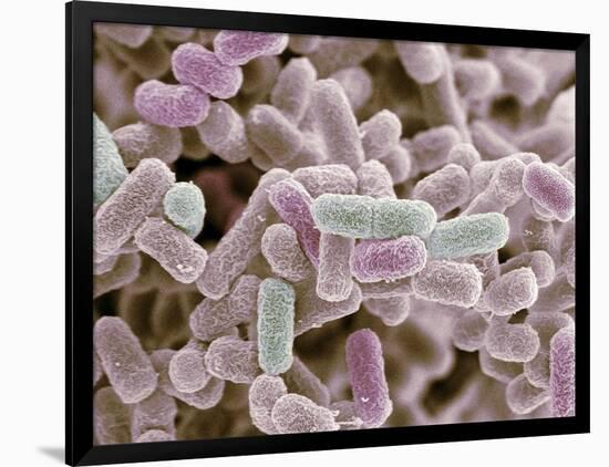 E Coli Bacteria, SEM-Steve Gschmeissner-Framed Photographic Print