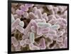 E Coli Bacteria, SEM-Steve Gschmeissner-Framed Photographic Print