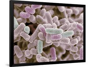 E Coli Bacteria, SEM-Steve Gschmeissner-Framed Photographic Print